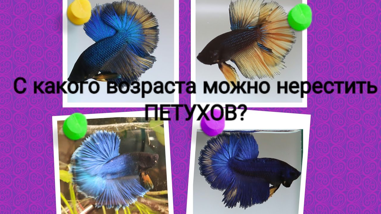 С какого возраста можно нерестить петушков?\Нерест петушков