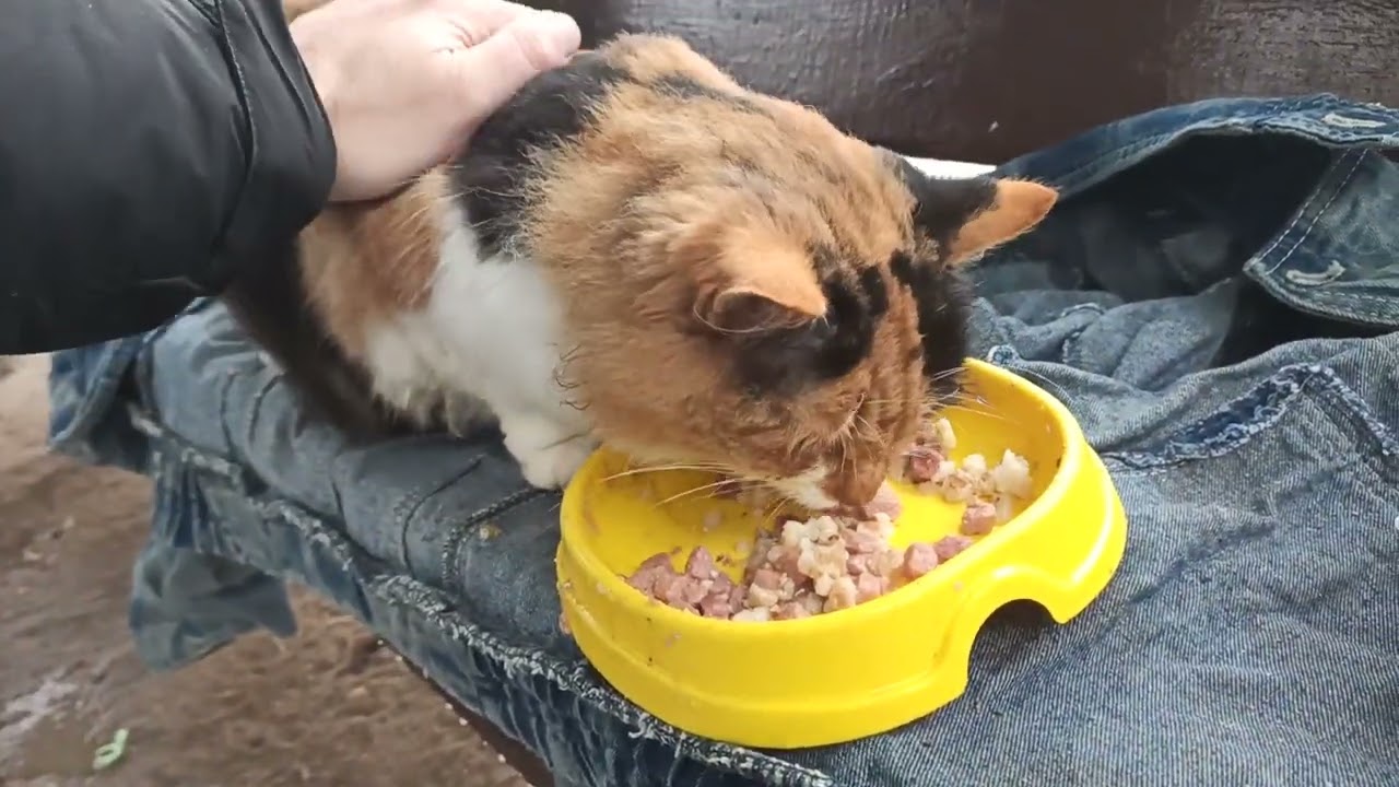 Кошка, Которую Не Замечали / The Cat Everyone Ignored 🔥