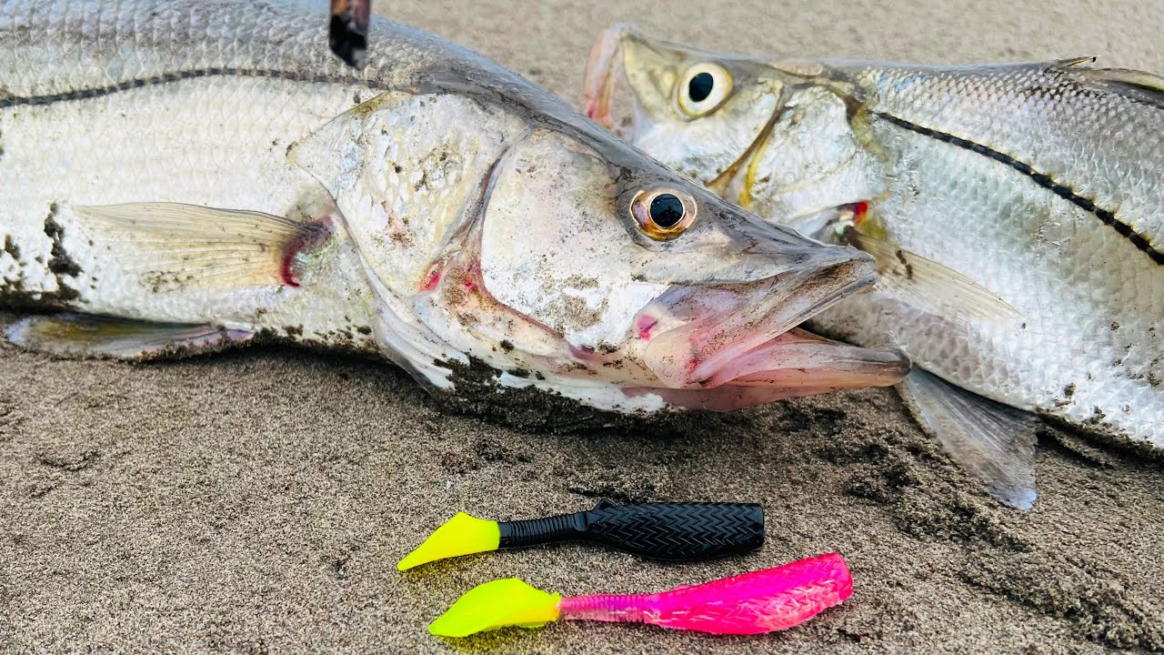PESCA DE ROBALOS CON EL MEJOR VINILO// pesca en playa!