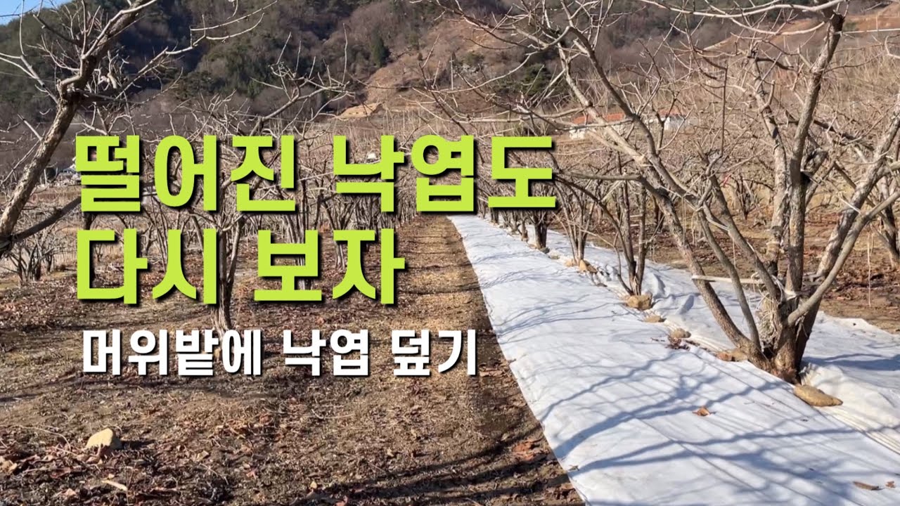 머위밭에 낙엽 덮기