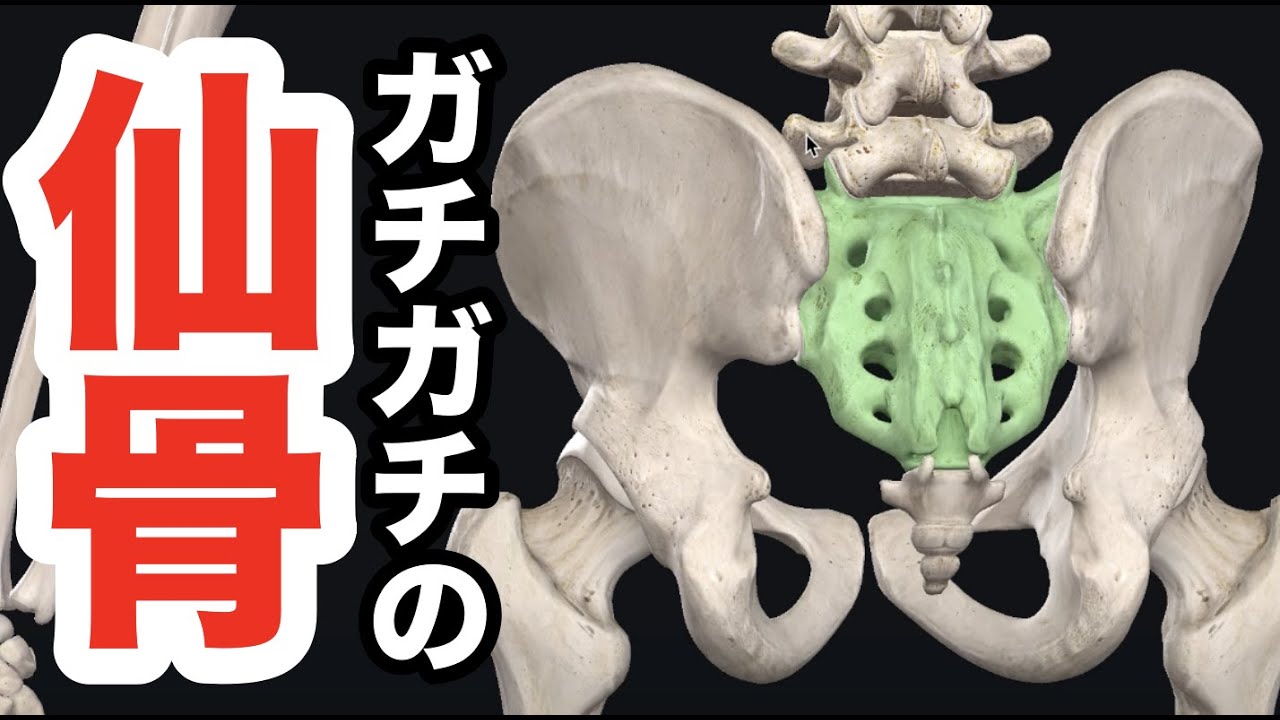 ガチガチの””慢性腰痛””を一撃でユルユルにして再発を防ぐ、仙骨リリーステクニック！！【腰痛 治し方 ストレッチ】How to loosen the sacrum and cure back pain