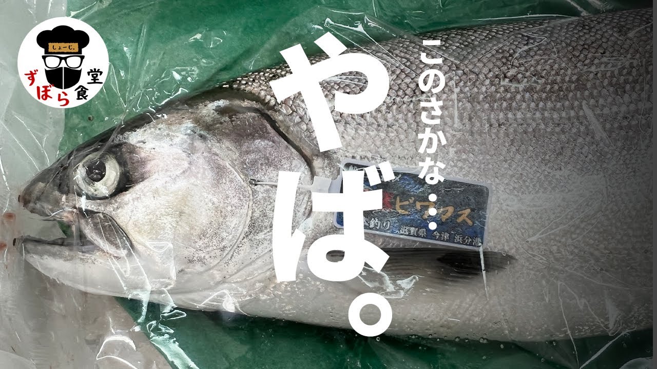 超レア高級淡水魚「ビワマス」！！ちゅうかこれ完全に〇〇やん！！