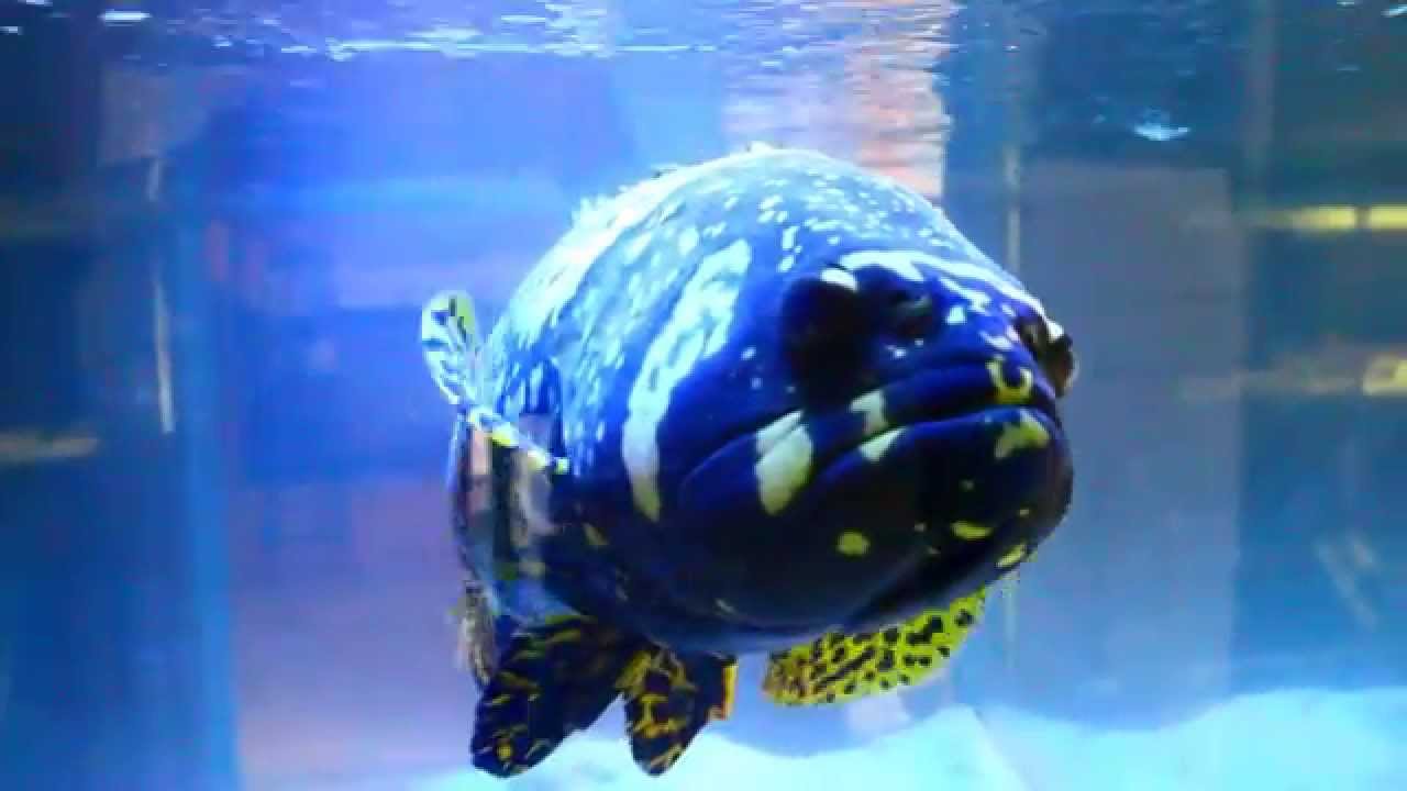 Monster Aquarium Fish - Giant Bumblebee Goliath Grouper 