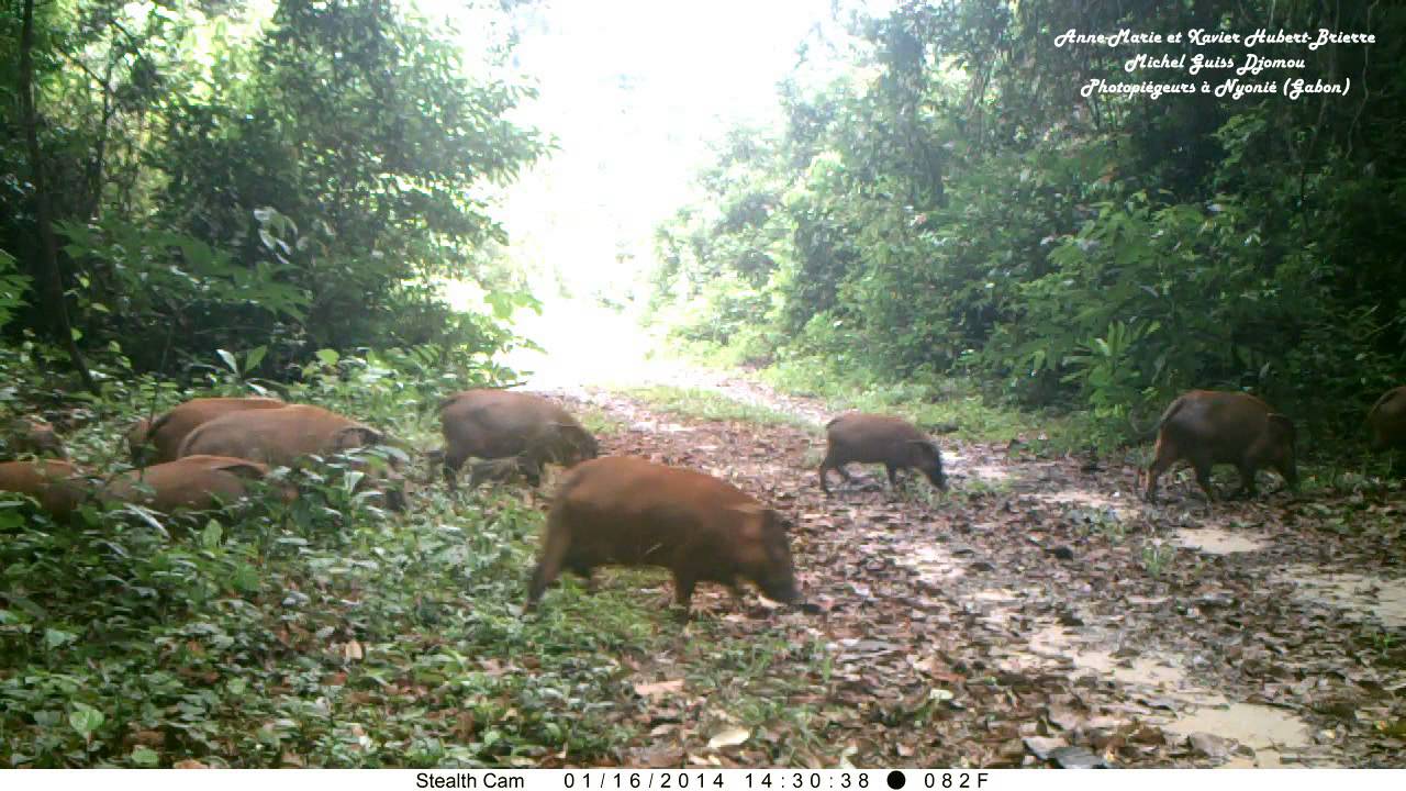 camera trap in Gabon forest: a red river hogs troop 46 adults 30 very young piglets: What fertility!