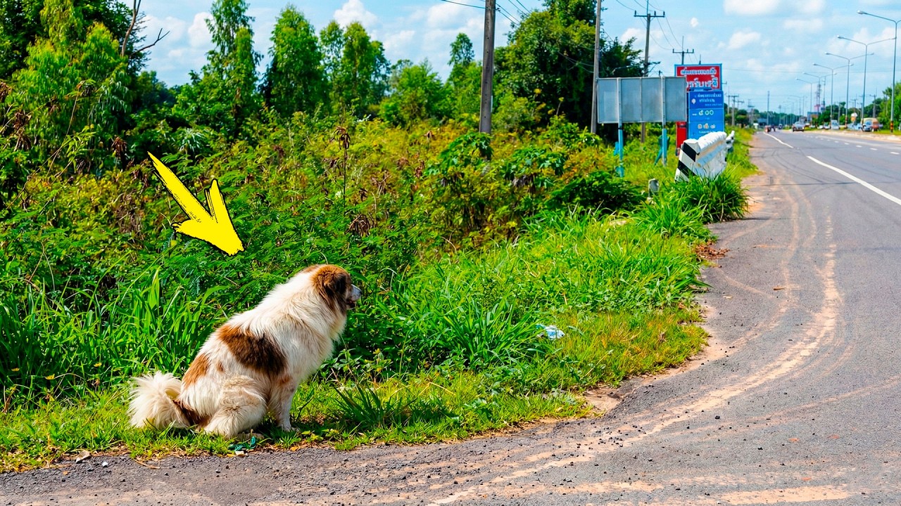 Собака 4 года ждала свою семью, а потом случилось невероятное!
