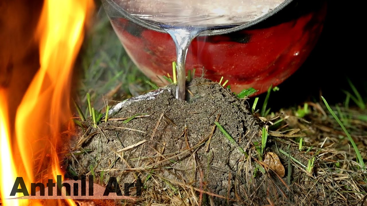 Three Fire Ant Colony Casting Session, Part 3 (Cast #119)
