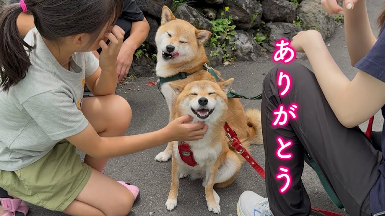 体調を心配してくれた女の子になでられて心から喜ぶ柴犬が可愛い