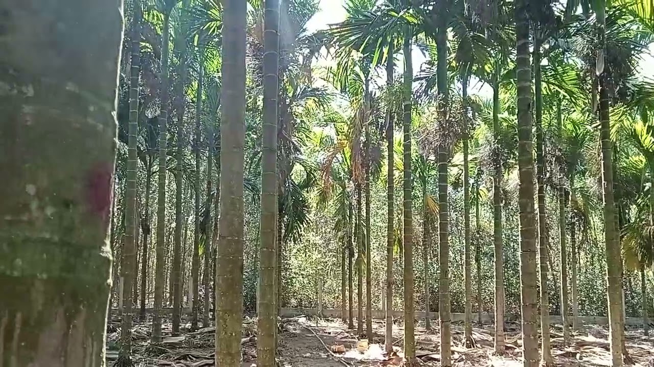 câu quảng ngãi mùa này