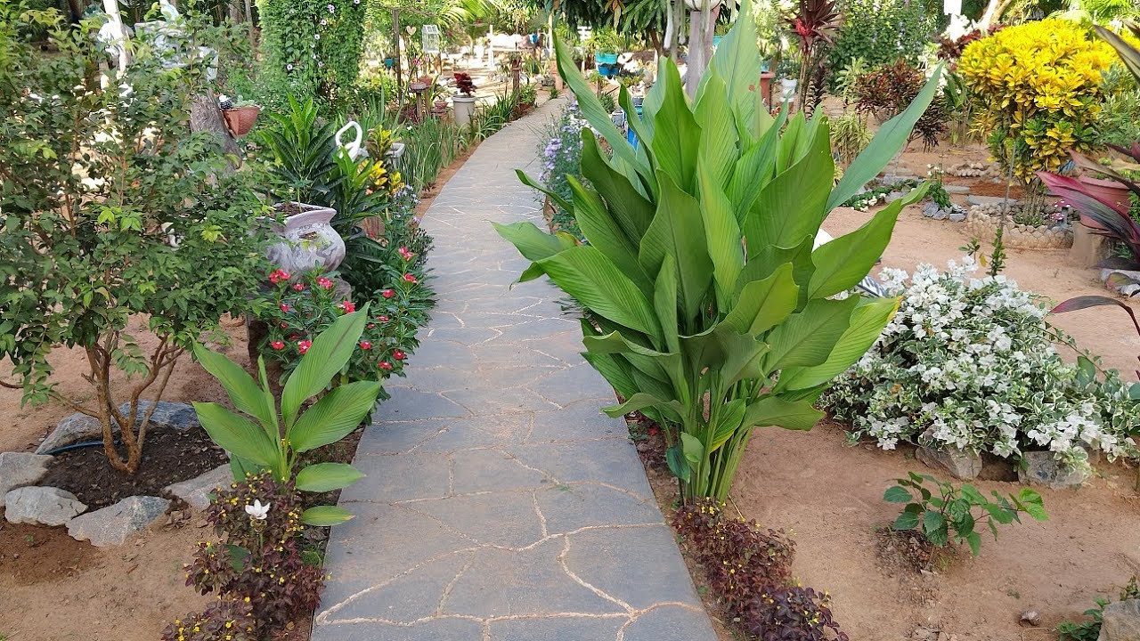 Em meio o jardim o caminho e muitas plantas a sua volta