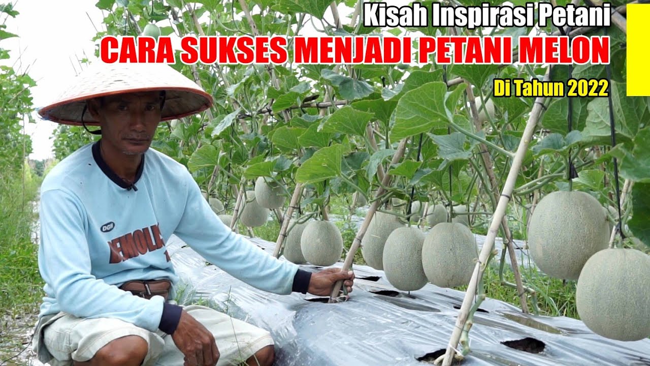 CARA SUKSES MENJADI PETANI MELON DI TAHUN 2022