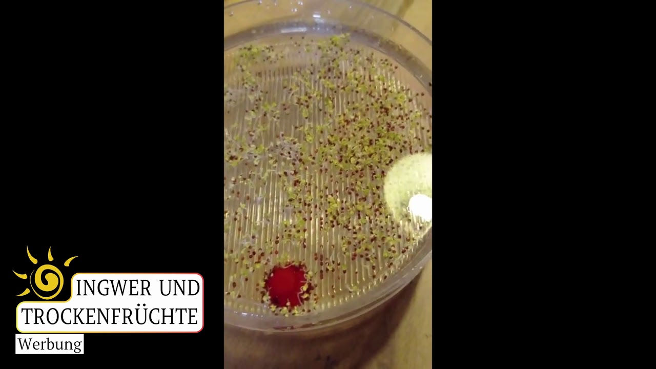 Wir erklären die Funktion von BioSnacky Keimgerät so wie Keimglas