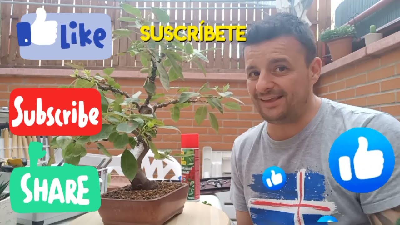 ⚠️Importante⚠️ Plaga araña roja BONSAI ¿QUE HACER? #importante #bonsai #plaga