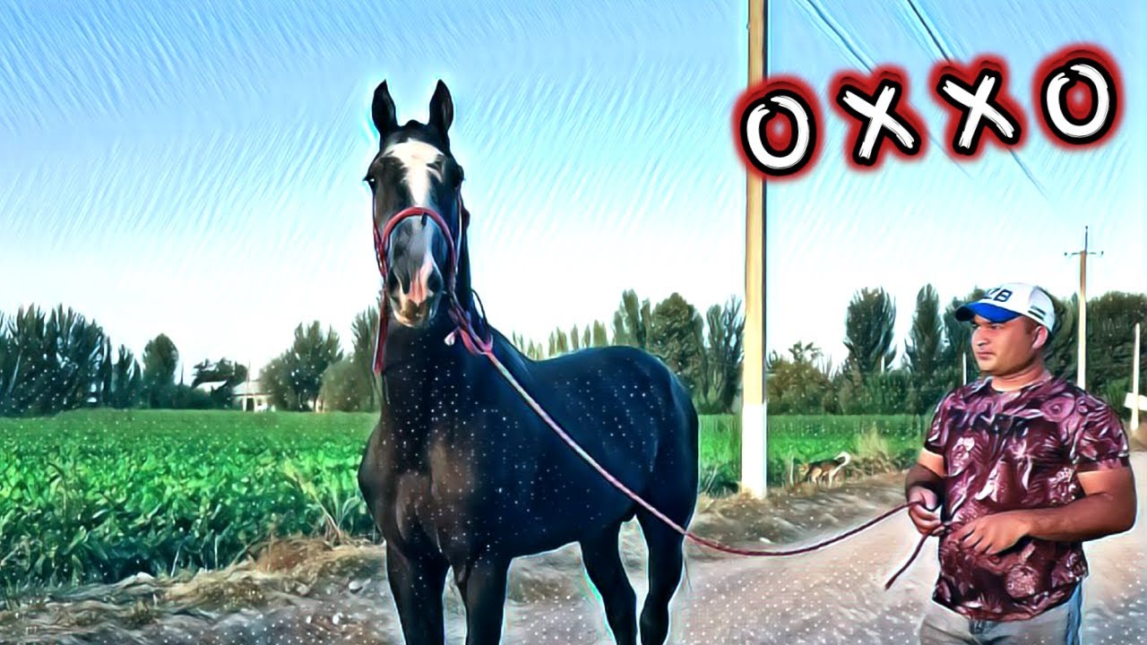 ОХХО ЛИНИЯ 100 % ИШОНЧЛИ ФАЗЛИДДИНДА РOССИЯДАН КЕЛДИ. OT SOTILADI.! Продаются лошады. Ат сатылат. OT