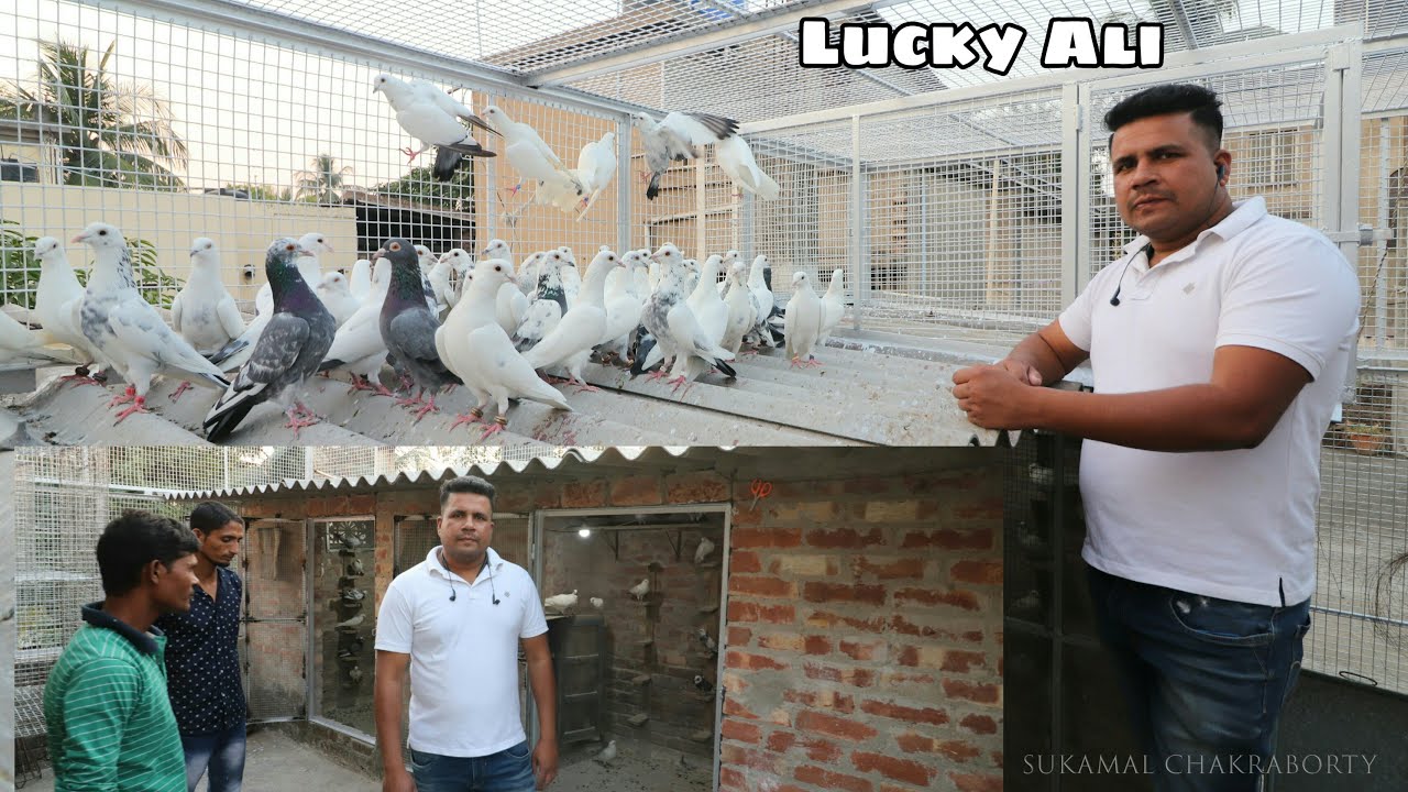 Pigeon Lover Ali Bhai Madrasi Pigeon Loft Visit  - Kolkata Rajarhat ( 7003401838 )