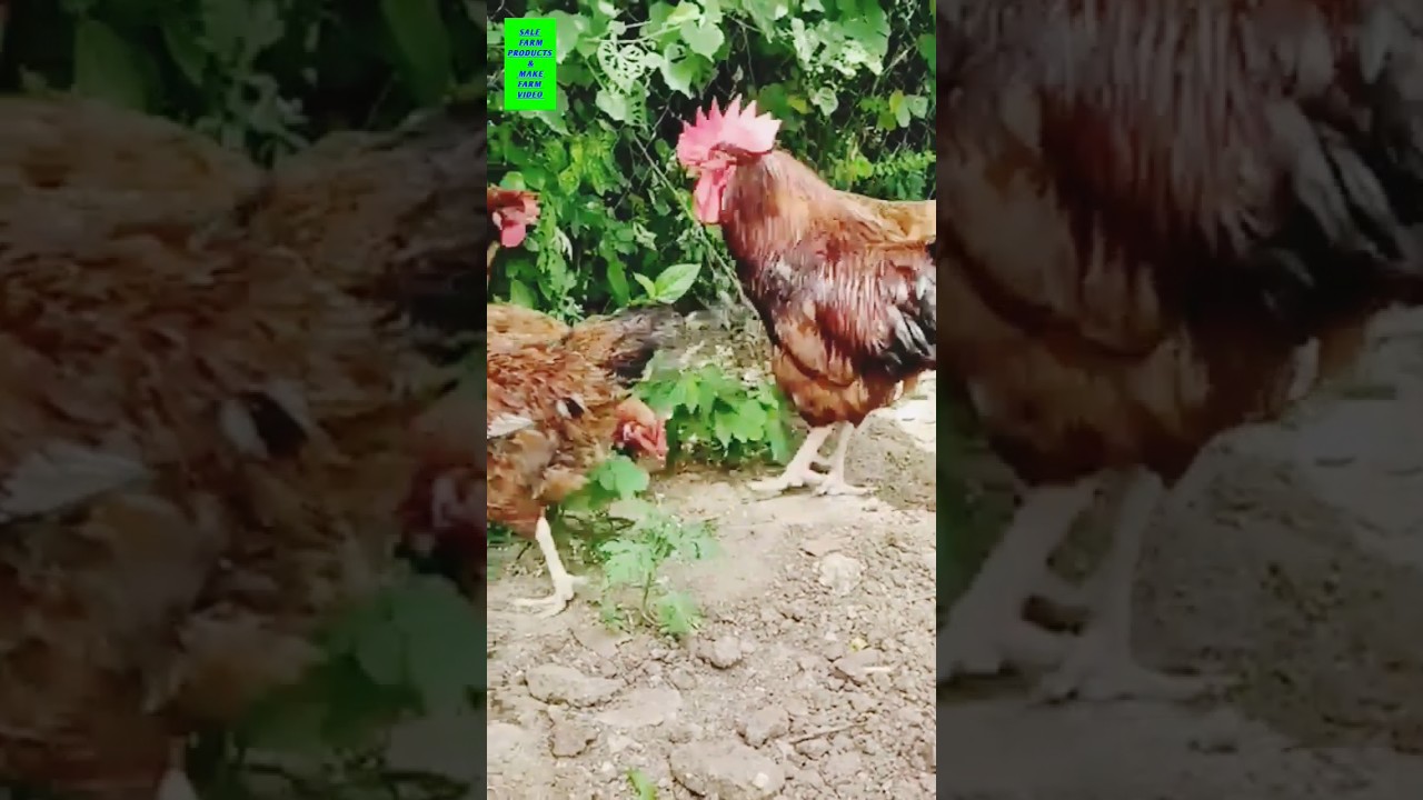 RIR murgi farm #rir #birds #farming #training