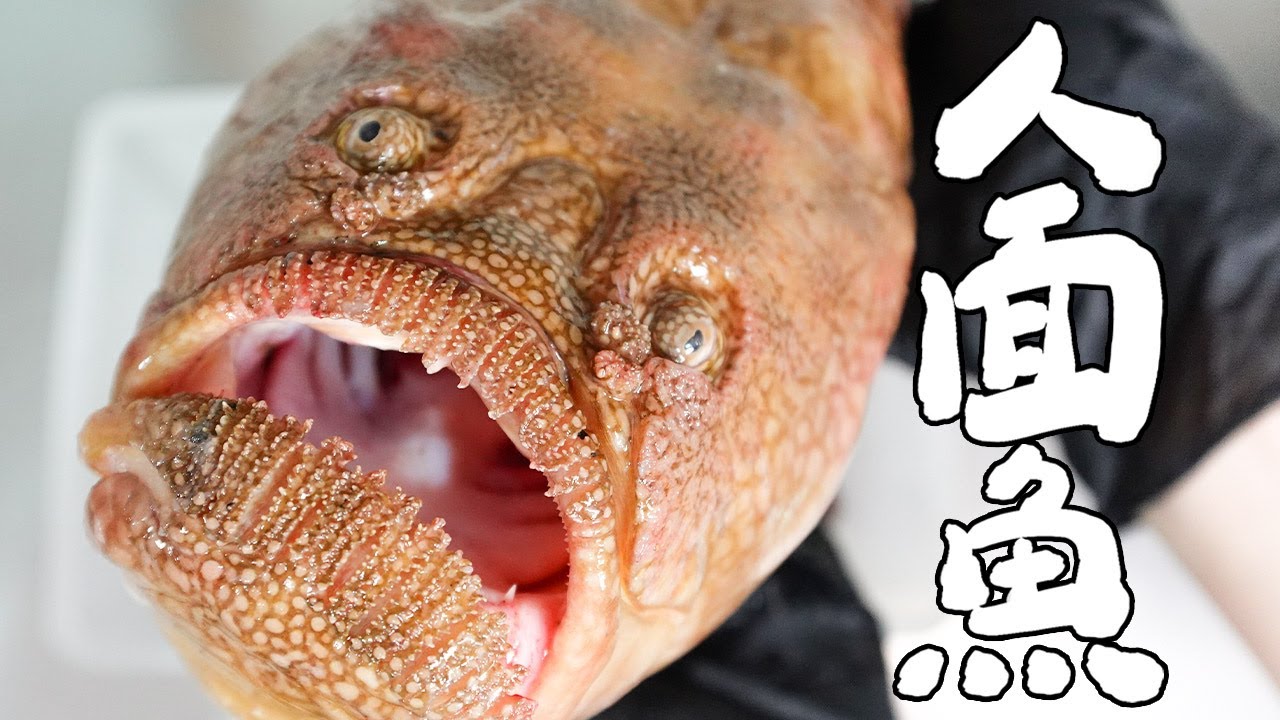傳說中的人面魚 ! 視覺的衝擊 ! ｜RICOの食材圖鑑