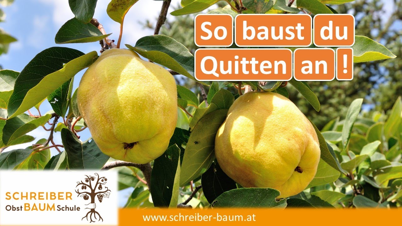 Quitten erfolgreich anbauen - darauf solltest du achten!