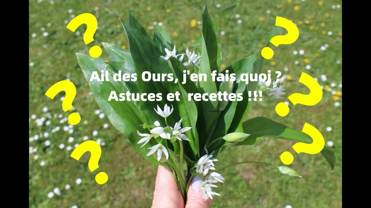 L'ail des ours, j'en fais quoi ? Recettes et astuces !
