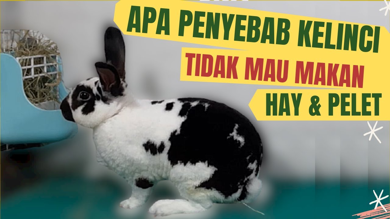 KENAPA KELINCI TIDAK MAU MAKAN HAY DAN PELET