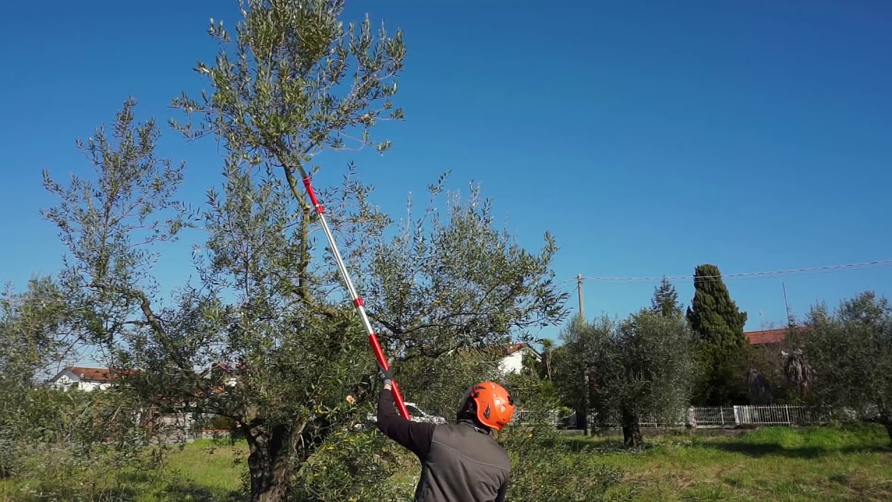 potatura olivo per principianti #2