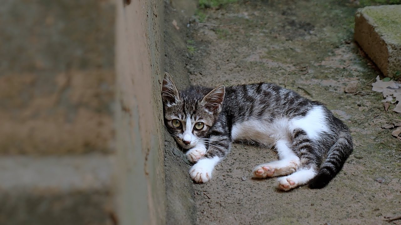 Kitten misses mommy and will follow anyone