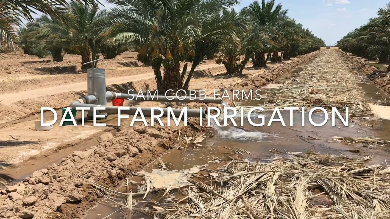 Sam Cobb Date Farms: California dates grown with flood irrigation #irrigation #dates #datepalm