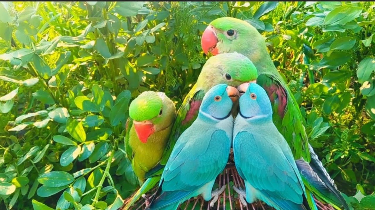 Parrot sound video|Ringneck parrot video|Parrots voice|American parrots#usa@ParrotMedia 