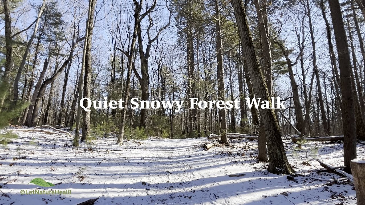 4K Quiet Snowy Forest Walk  | Gentle Footsteps, Light Snow & Quiet Woods | Peaceful Winter Walk