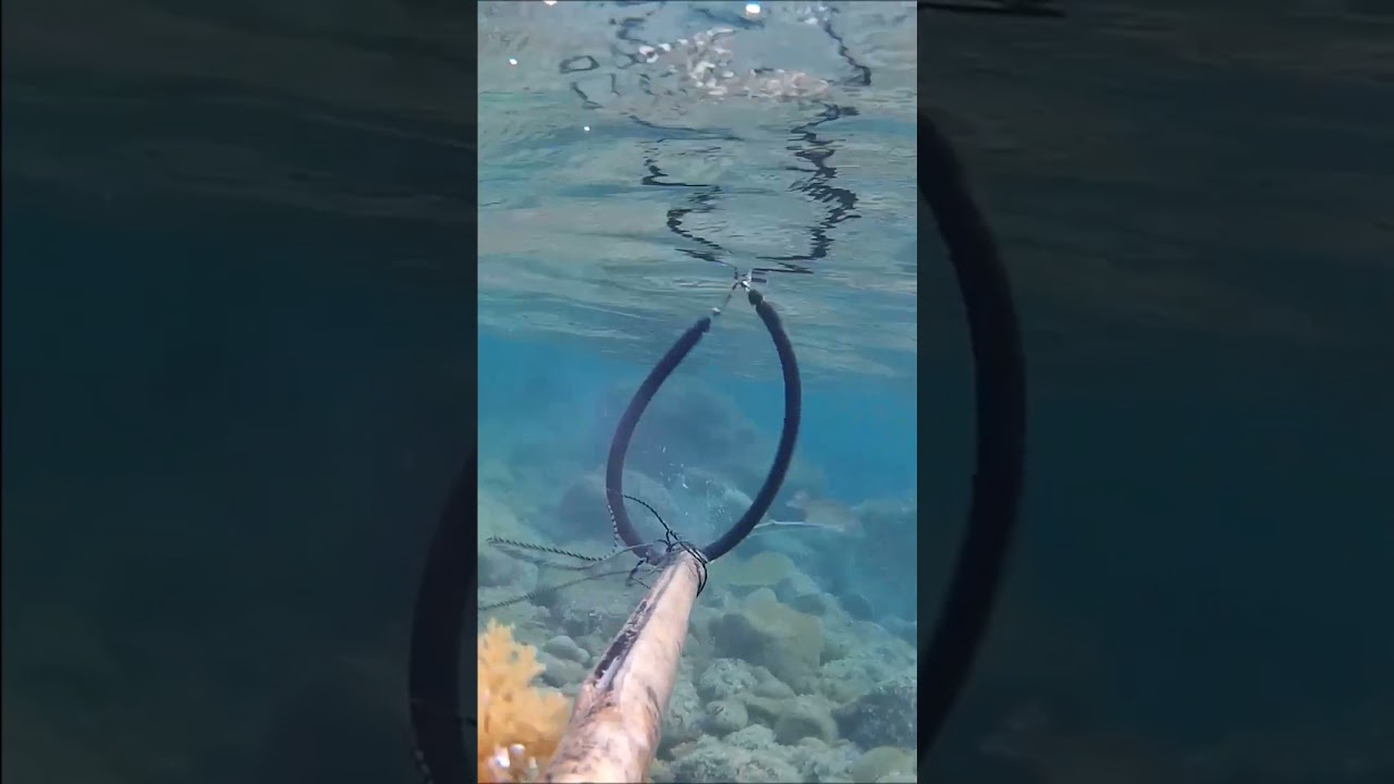 PESCA SUBMARINA ACECHO Y ESPERA EN POCA AGUA A LUBINA 3