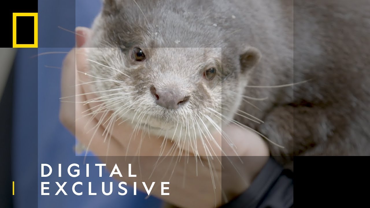 Otters Yin and Yang | Secrets of the Zoo | National Geographic Wild UK