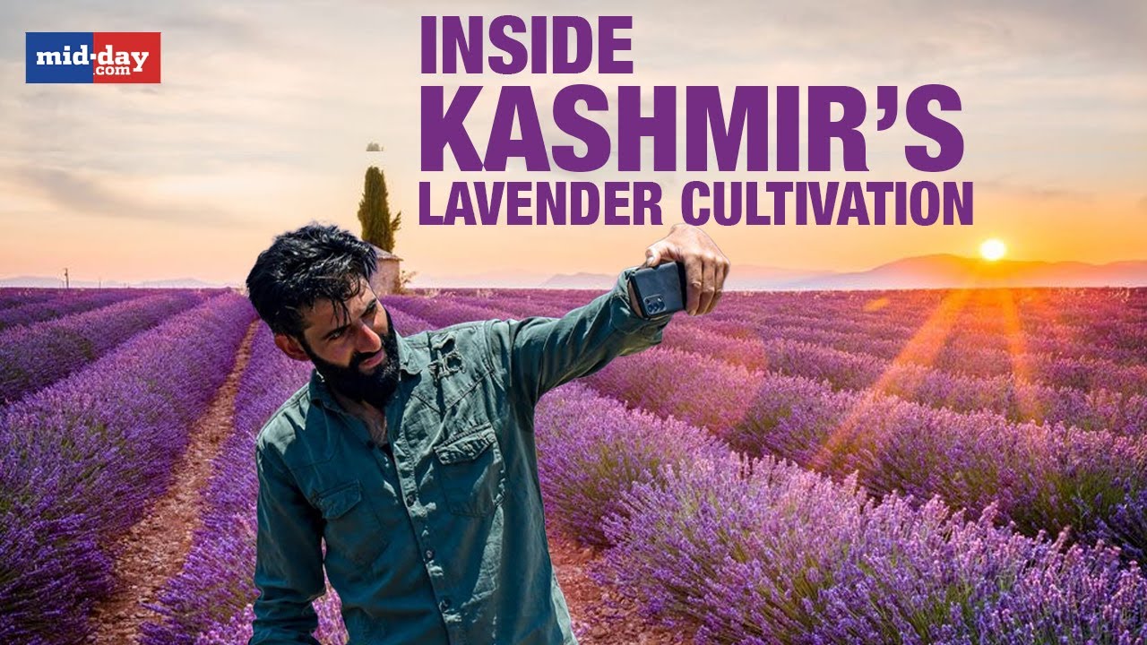Jammu and Kashmir: Lavender cultivation transforms fortunes of farmers