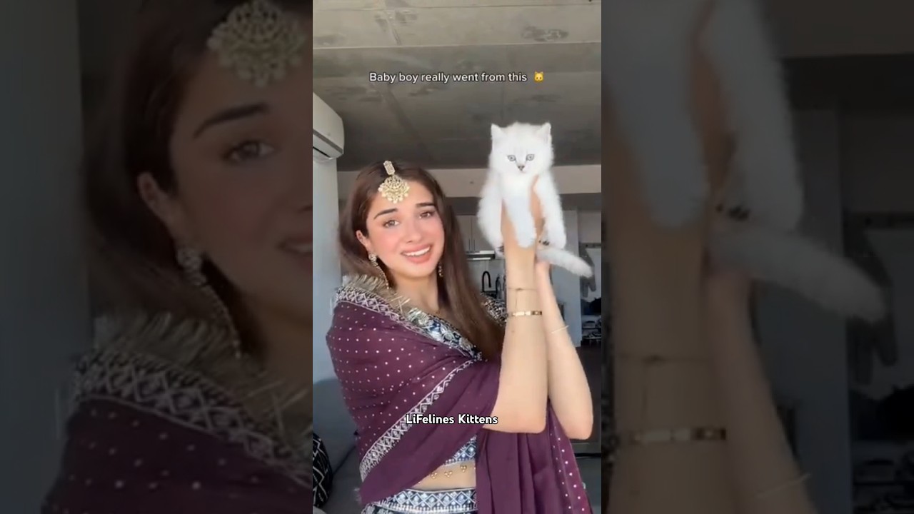 Silver British Shorthair Kittens in India #happycustomer #britishshorthair #pune #shorts #viralvideo