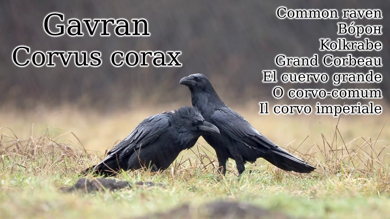 Gavran (Corvus corax)