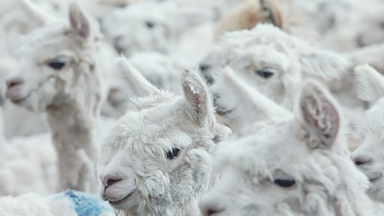 Inca Tops Alpaca Traceable