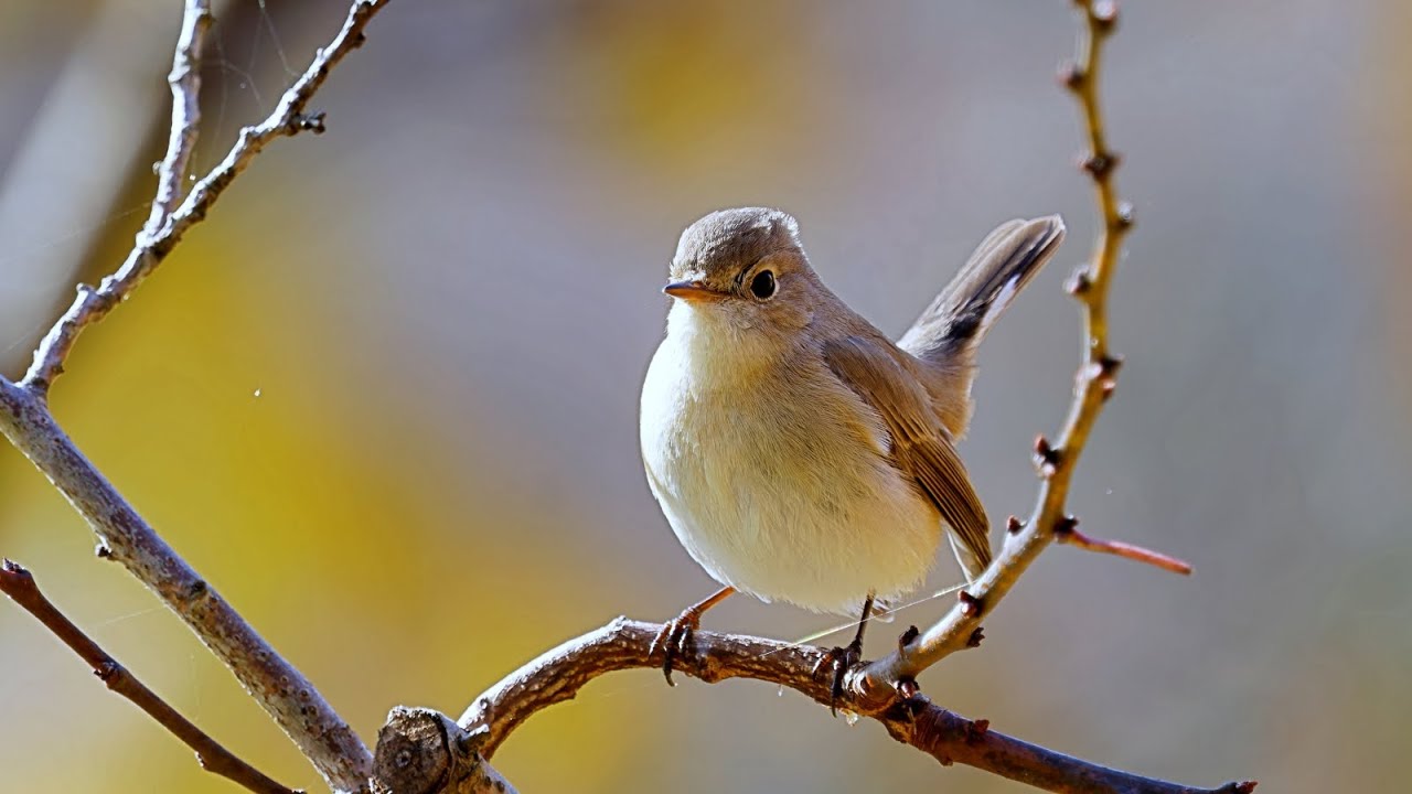 ニシオジロビタキ　野鳥　Red-breasted flycatcher　Ficedula parva　wildbirds