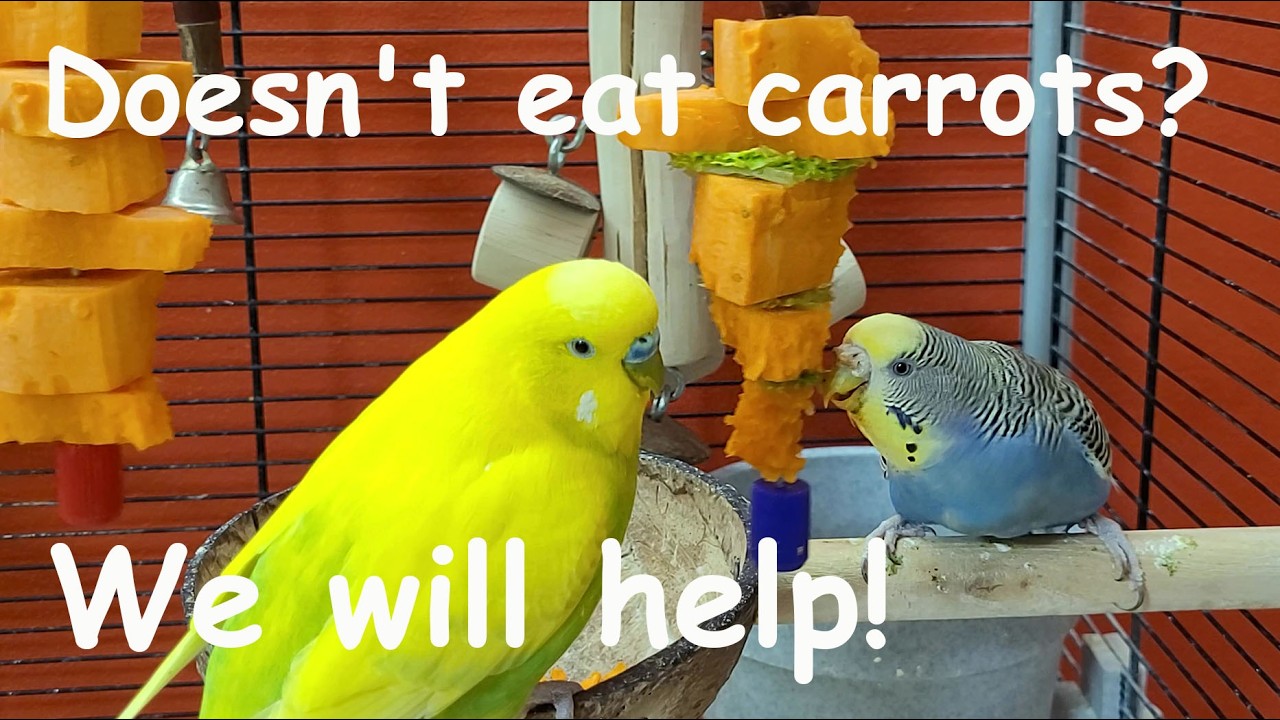 7 hours of relaxing budgie sounds in the company of our birds will teach your parrot to eat carrots