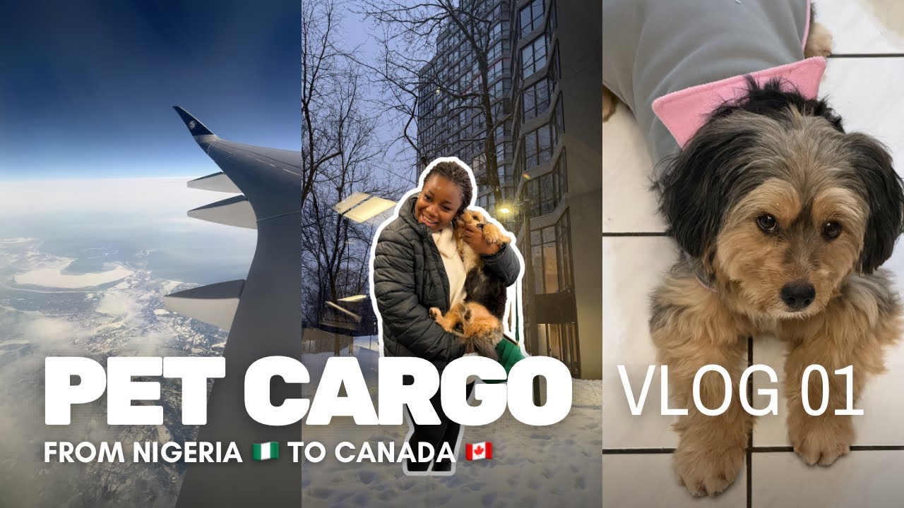 PET CARGO: From Lagos, Nigeria 🇳🇬 to Ontario, Canada🇨🇦 #relocation 