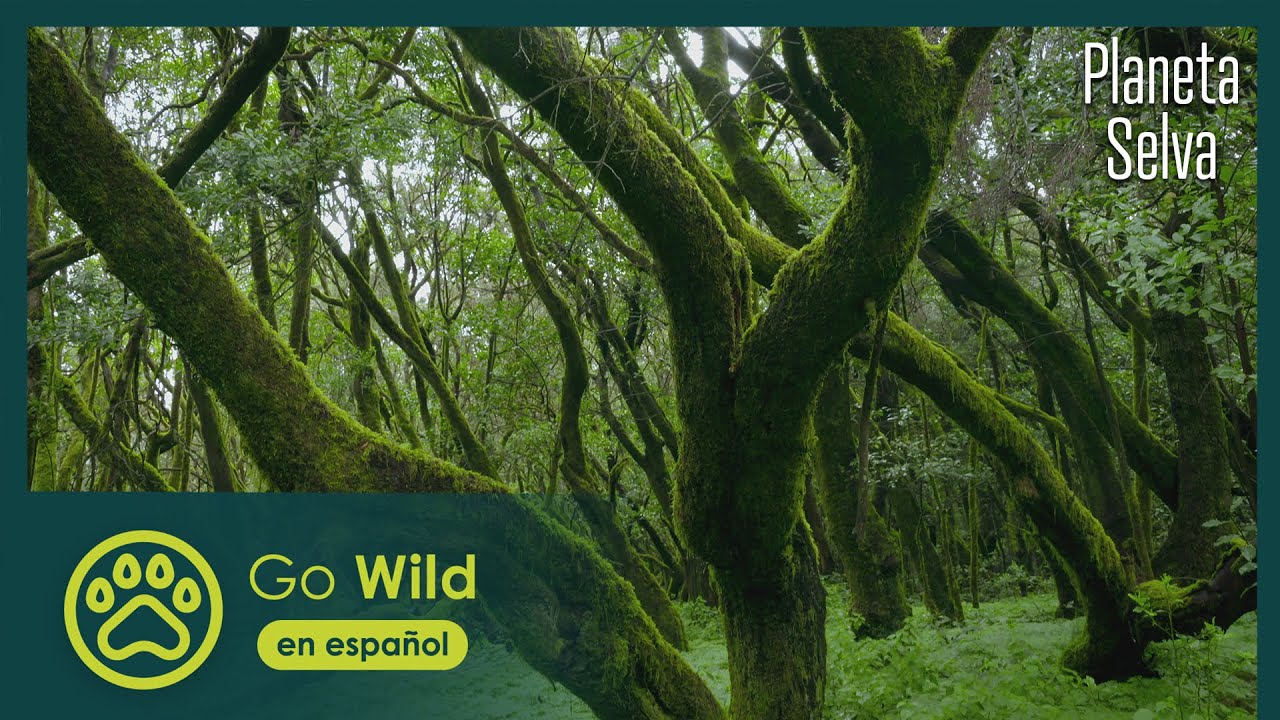 Selvas del Mar: Laurisilva de Canarias | Planeta Selva 5/26 | Go Wild (en espa&ntilde;ol)