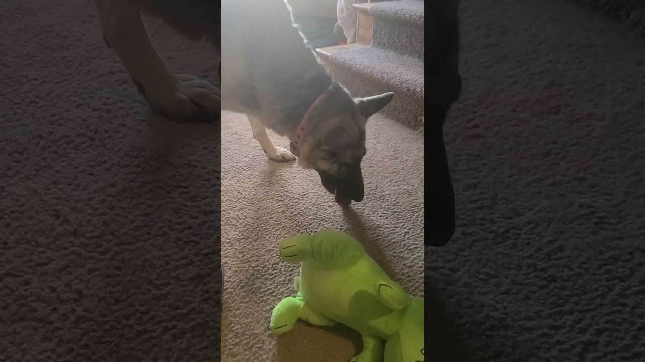 German Shepherds eat wendys hamburgers. #wendys #wendytv #GSDs