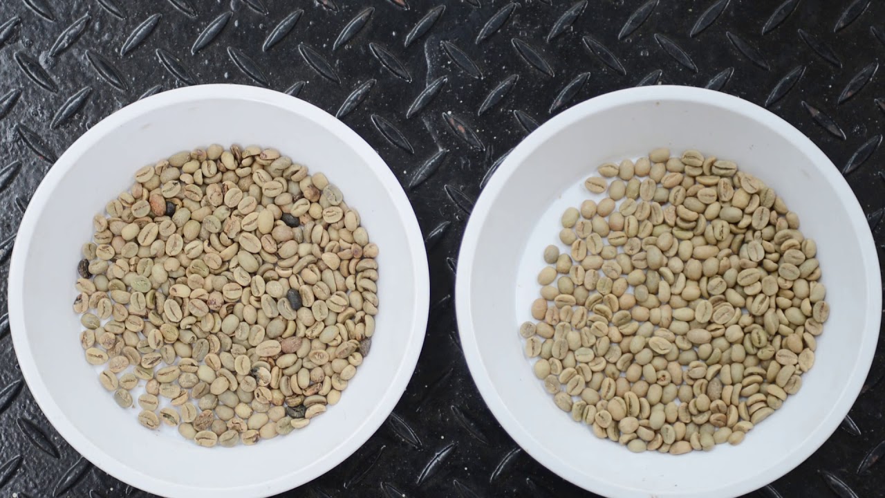 VNT Green Coffee Processing