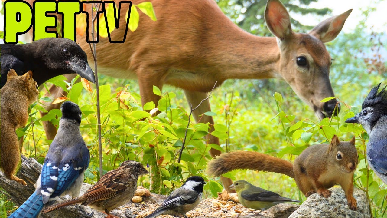 Dog TV • Cat TV - Wildlife in the Meadow 🦌 Deer, Squirrels & Birds for Nature-Lovers & Pets