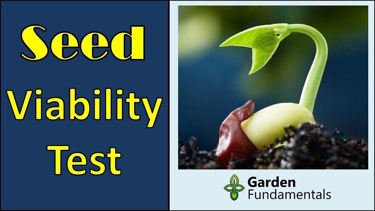 Improved Seed Germination Test - easily test seed viability baggy method