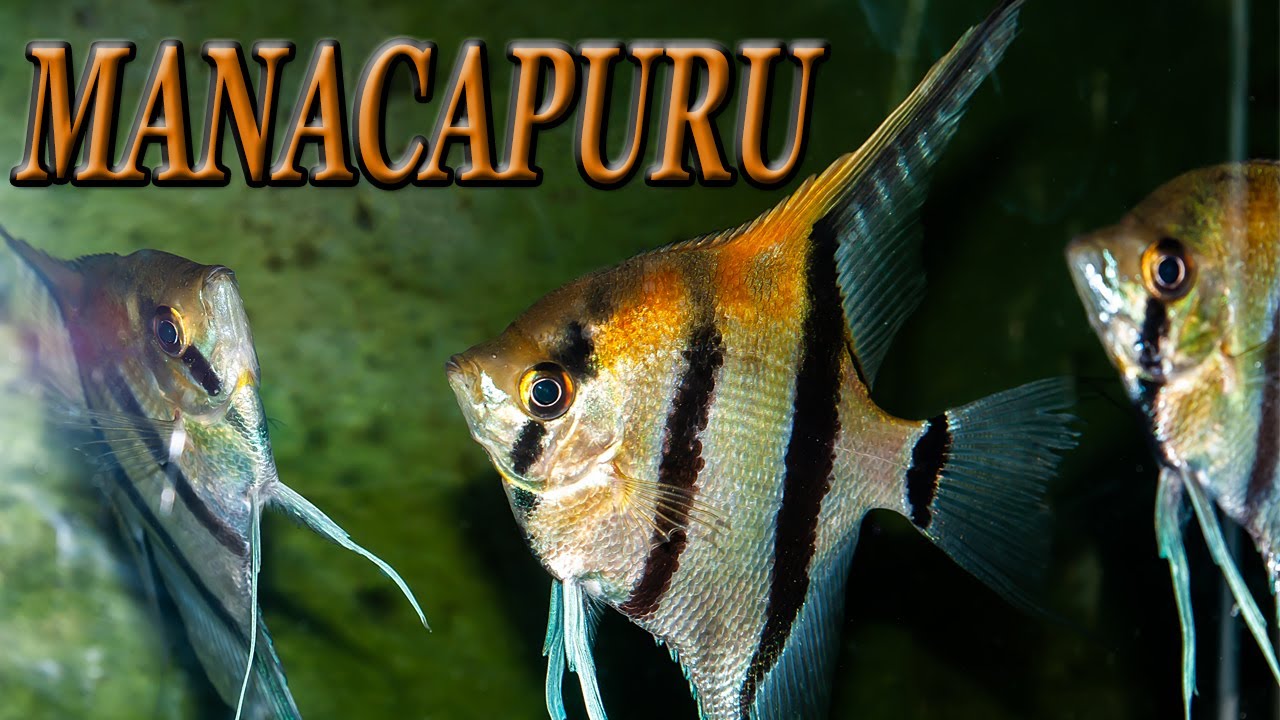 MANACAPURU UPDATE #manacapuru #angelfish