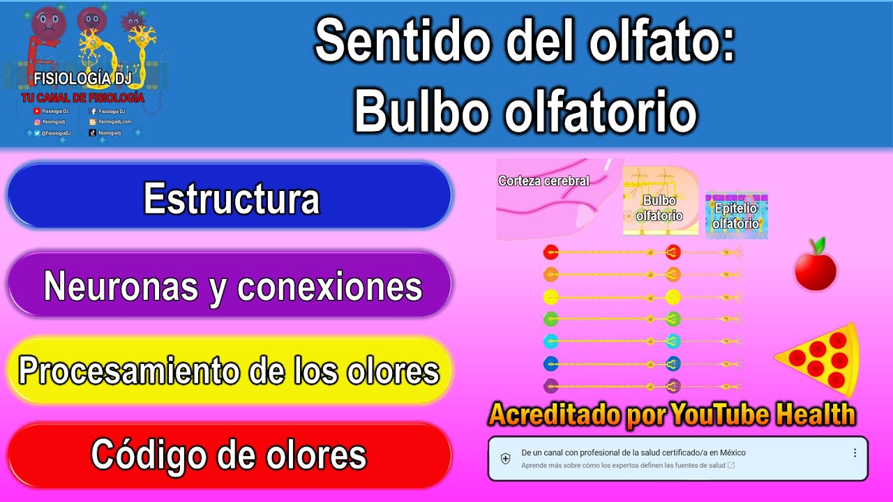Sentido del olfato | Sistema olfatorio | Bulbo olfatorio | Bulbo olfatorio funci&oacute;n