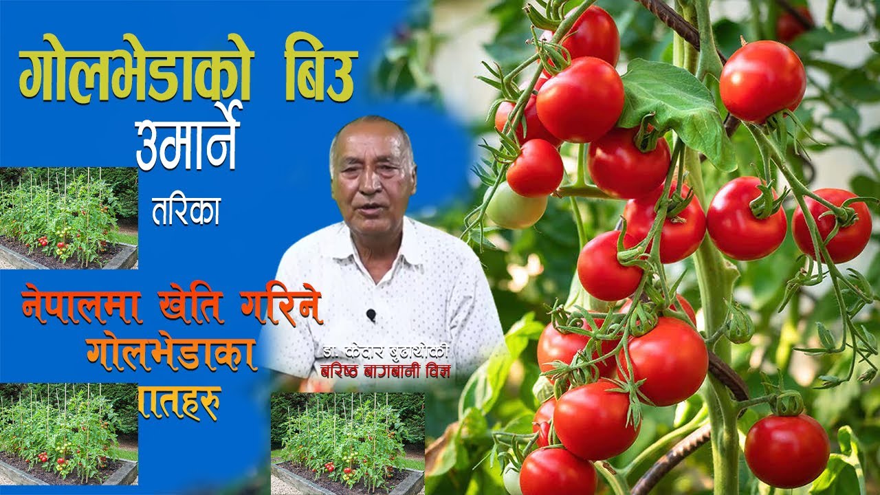 गोलभेडाको बिउ राख्ने तरिका ||नेपालमा लगाइने गोलभेडाका जातहरु tomatoes plant cultivation