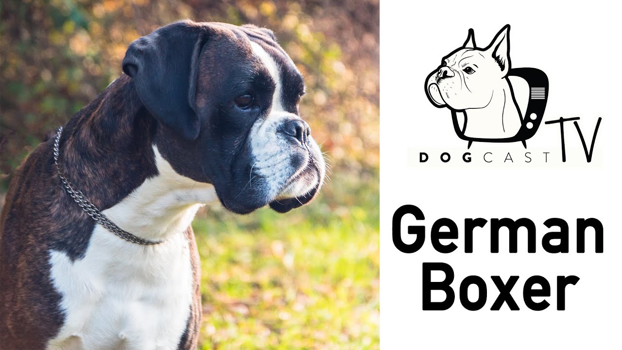 A német boxer kutya fajta bemutató - DogCast TV S01E10