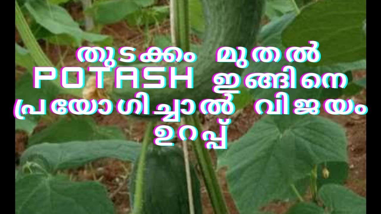 തുടക്കം മുതൽ potash ഇങ്ങിനെ പ്രയോഗിച്ചാൽ വിജയം ഉറപ്പ്