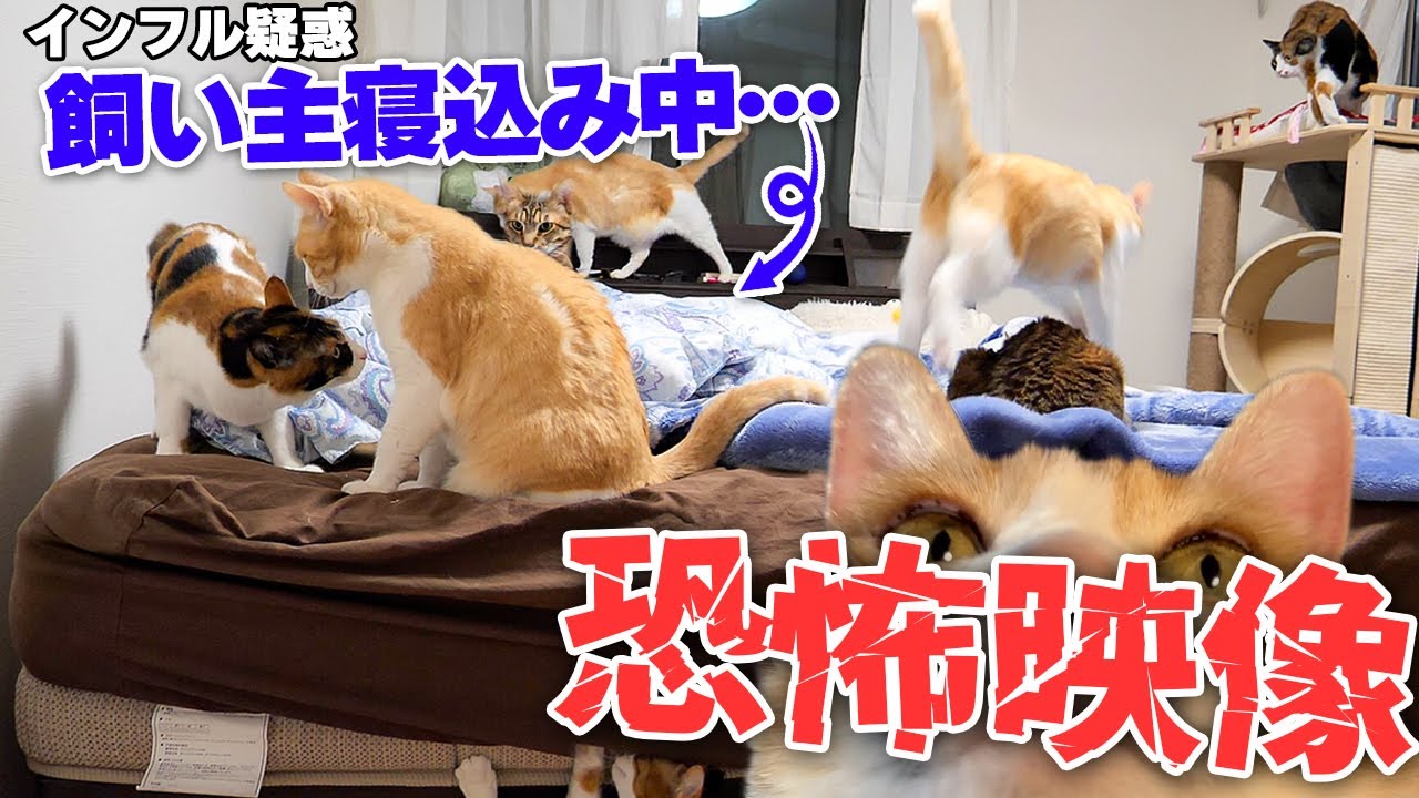 飼い主が体調不良で寝込んでる間の猫たちを隠し撮りしたら恐怖映像が映ってしまいました。