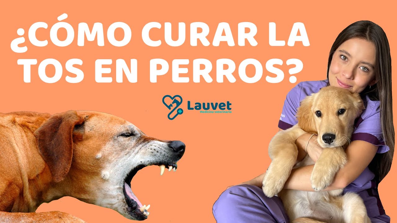 MI PERRO TIENE TOS | Causas y Tratamiento - Lauvet