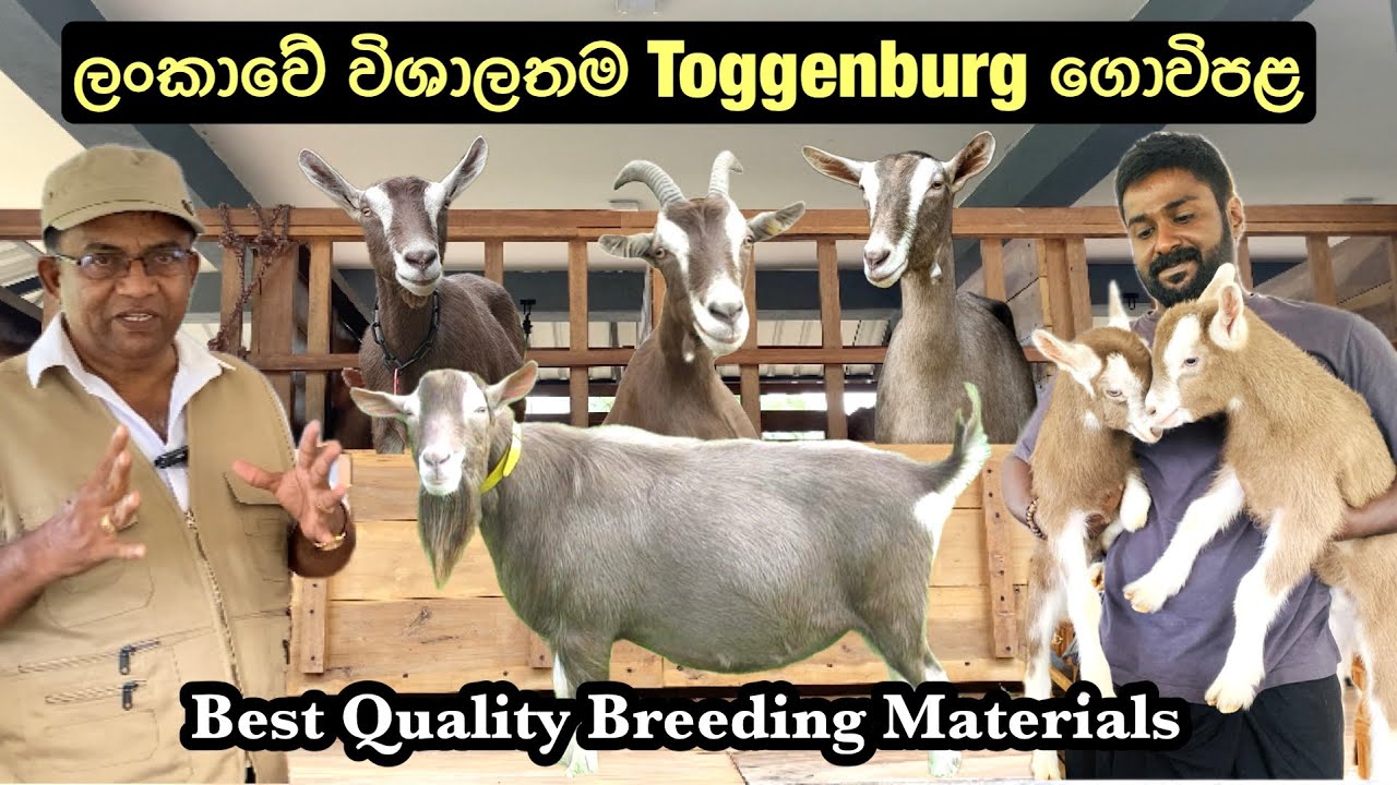 ලංකාවේ එකම සුපිරි Toggenburg එළු ගොවිපළ🐐🥛/The Best Toggenburg Goat Farm In Sri Lanka🐐🇱🇰#goatfarming